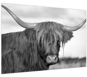 Tablou - Vacă scoțiană 2,alb-negru (90x60 cm)