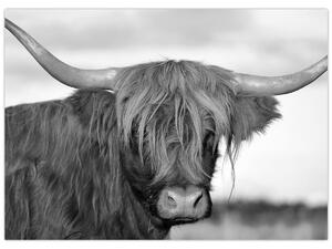Tablou - Vacă scoțiană 2,alb-negru (70x50 cm)