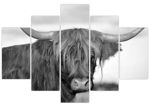 Tablou - Vacă scoțiană 2,alb-negru (150x105 cm)