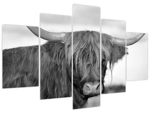 Tablou - Vacă scoțiană 2,alb-negru (150x105 cm)