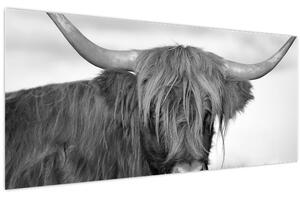 Tablou - Vacă scoțiană 2,alb-negru (120x50 cm)