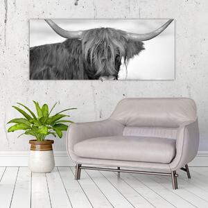 Tablou - Vacă scoțiană 2,alb-negru (120x50 cm)