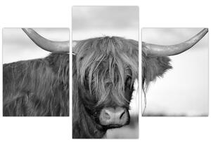 Tablou - Vacă scoțiană 2,alb-negru (90x60 cm)