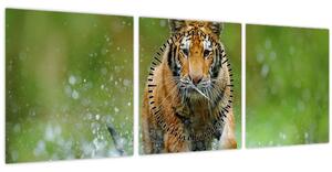 Tablou - Tigru care aleargă (cu ceas) (90x30 cm)