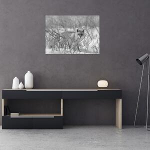Tablou - Vulpe,alb-negru (70x50 cm)