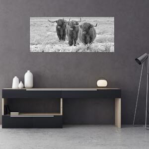 Tablou - Vaci scoțiene,alb-negru (120x50 cm)