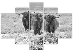 Tablou - Vaci scoțiene,alb-negru (150x105 cm)