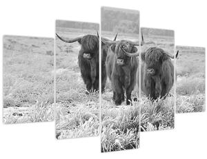Tablou - Vaci scoțiene,alb-negru (150x105 cm)