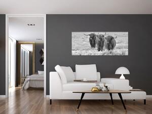 Tablou - Vaci scoțiene,alb-negru (120x50 cm)