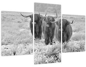 Tablou - Vaci scoțiene,alb-negru (90x60 cm)