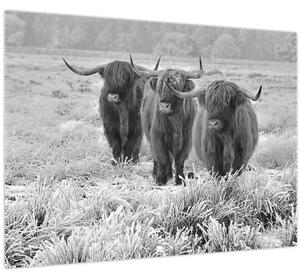 Tablou - Vaci scoțiene,alb-negru (70x50 cm)