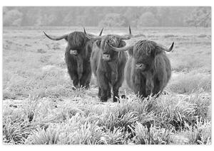 Tablou - Vaci scoțiene,alb-negru (90x60 cm)