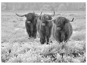 Tablou - Vaci scoțiene,alb-negru (70x50 cm)