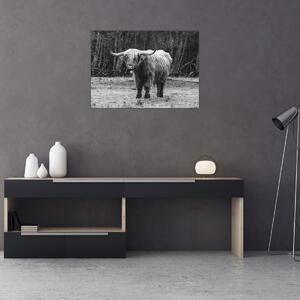 Tablou - Vacă scoțiană 3,alb-negru (70x50 cm)