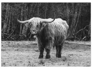 Tablou - Vacă scoțiană 3,alb-negru (70x50 cm)