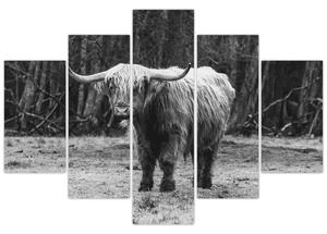 Tablou - Vacă scoțiană 3,alb-negru (150x105 cm)