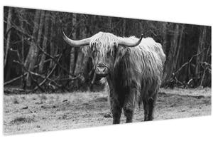Tablou - Vacă scoțiană 3,alb-negru (120x50 cm)