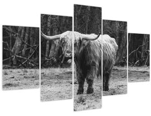 Tablou - Vacă scoțiană 3,alb-negru (150x105 cm)
