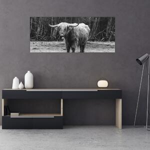 Tablou - Vacă scoțiană 3,alb-negru (120x50 cm)