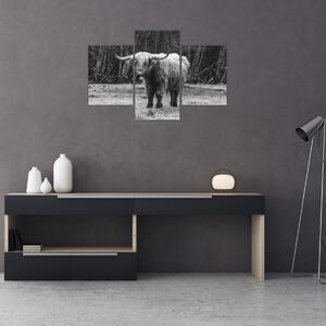 Tablou - Vacă scoțiană 3,alb-negru (90x60 cm)