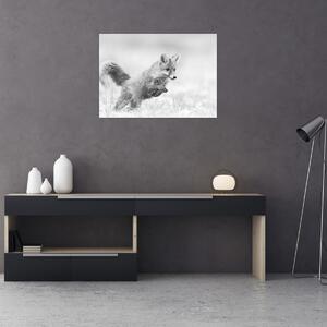 Tablou - Vulpe care sare,alb-negru (70x50 cm)