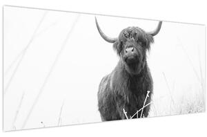 Tablou - Vacă scoțiană 4,alb-negru (120x50 cm)
