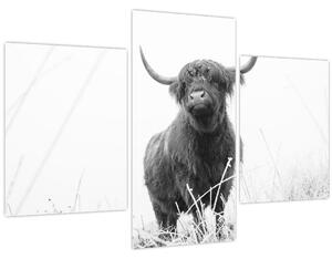 Tablou - Vacă scoțiană 4,alb-negru (90x60 cm)