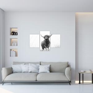 Tablou - Vacă scoțiană 4,alb-negru (90x60 cm)