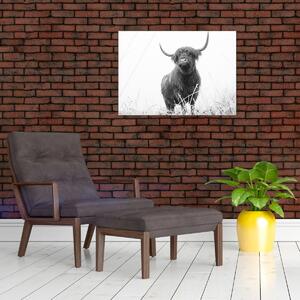 Tablou - Vacă scoțiană 4,alb-negru (70x50 cm)