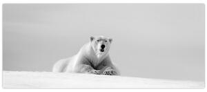 Tablou - Urs polar,alb-negru (120x50 cm)