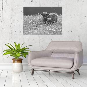 Tablou - Vacă scoțiană 5,alb-negru (70x50 cm)