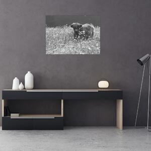 Tablou - Vacă scoțiană 5,alb-negru (70x50 cm)