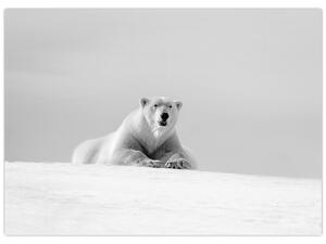 Tablou - Urs polar,alb-negru (70x50 cm)