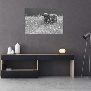 Tablou - Vacă scoțiană 5,alb-negru (90x60 cm)