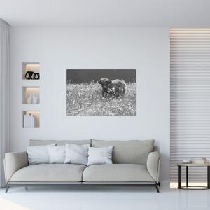 Tablou - Vacă scoțiană 5,alb-negru (90x60 cm)