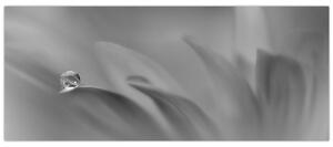 Tablou - Picătură pe floare,alb-negru (120x50 cm)
