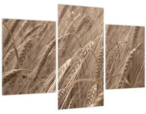 Tablou - Câmpul de aur (90x60 cm)