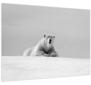 Tablou - Ursul polar (70x50 cm)