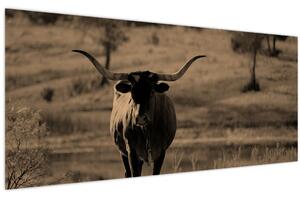 Tablou - Vacă din Texas (120x50 cm)