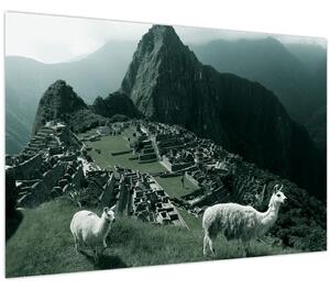 Tablou - Lamas la Machu Picchu în Peru (90x60 cm)