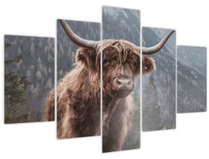 Tablou - Vaca Highlander (150x105 cm)
