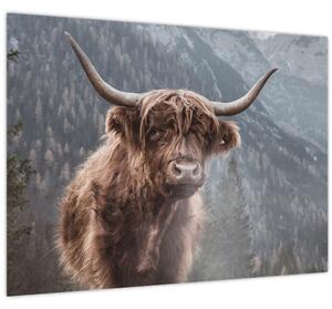 Tablou - Vaca Highlander (70x50 cm)