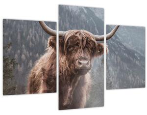 Tablou - Vaca Highlander (90x60 cm)