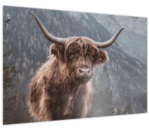 Tablou - Vaca Highlander (90x60 cm)
