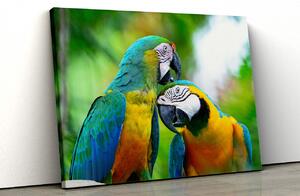 Tablou canvas papagali