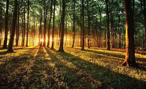 Raze de soare ce străbat prin pădure - 2226 - Fototapet24