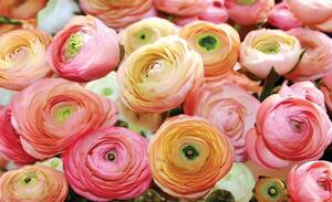 Cupe de ranunculus în culori delicate - 2298 - Fototapet24