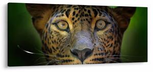Tablou - Portretul leoparduslui, Sri Lanka (120x50 cm)