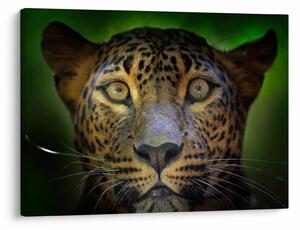 Tablou - Portretul leoparduslui, Sri Lanka (70x50 cm)