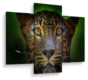 Tablou - Portretul leoparduslui, Sri Lanka (90x60 cm)